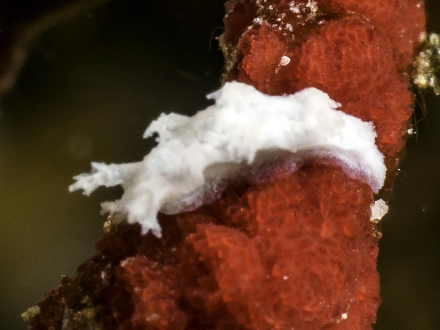 Tritonia sp. 6